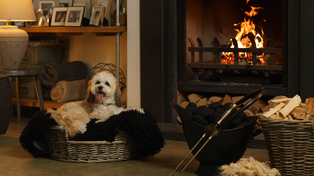 Dog in front of fire, next to homefire smokeless coal and kindling